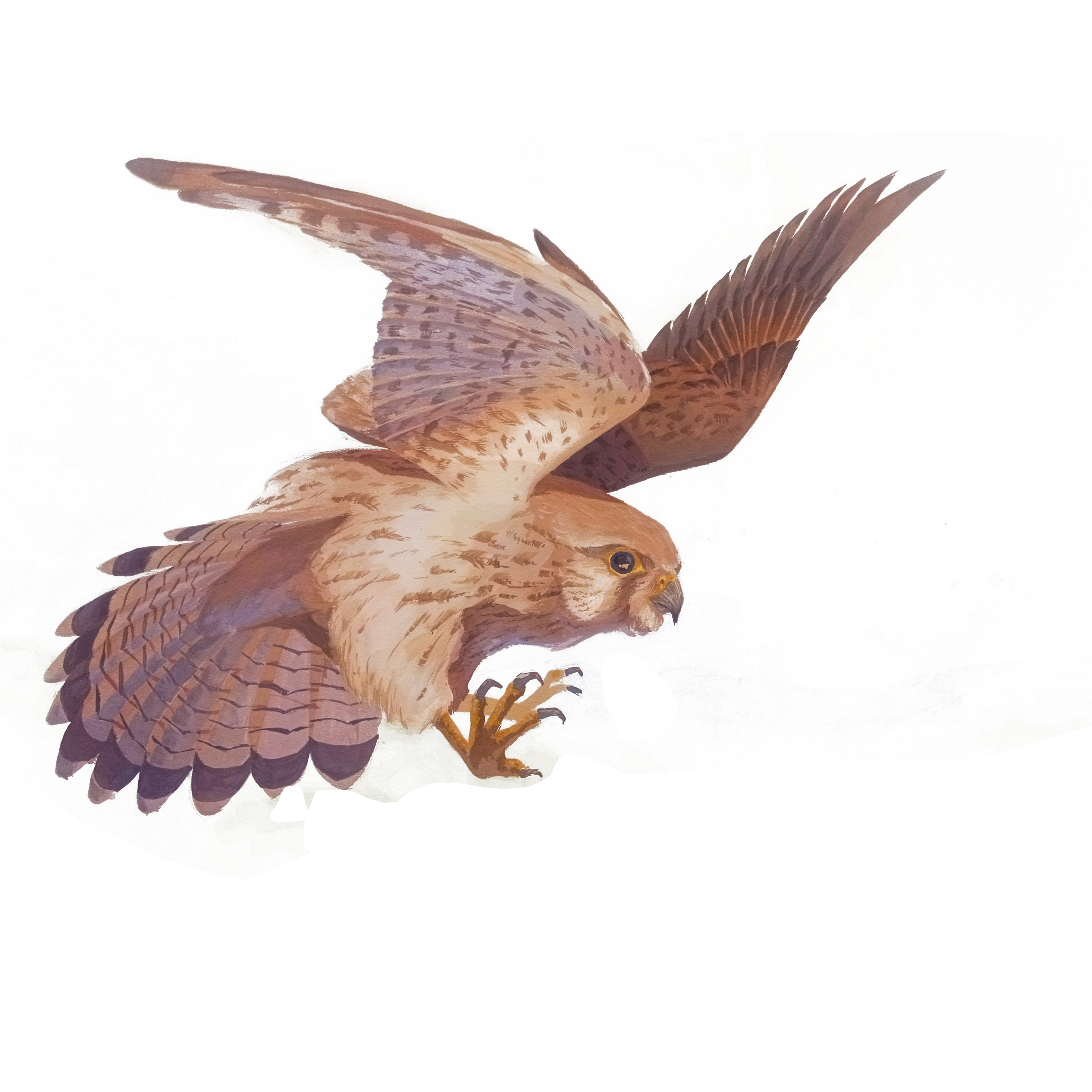 Charadesign PEYRR AVERNAY