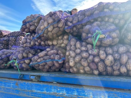 В Предгорном округе завершена уборка картофеля и кукурузы