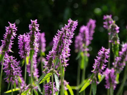 Эксперт рассказала ставропольцам о борьбе с болезнями с помощью лекарственных растений