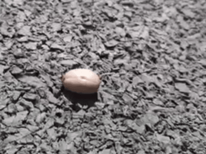 Клещи активизировались на Ставрополье и представляют опасность для людей