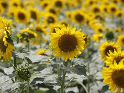 Похолодание не представляет угрозы для озимых на Ставрополье