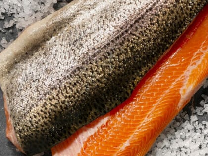 С начала года в Северо-Кавказском филиале проведено 853 исследования форели