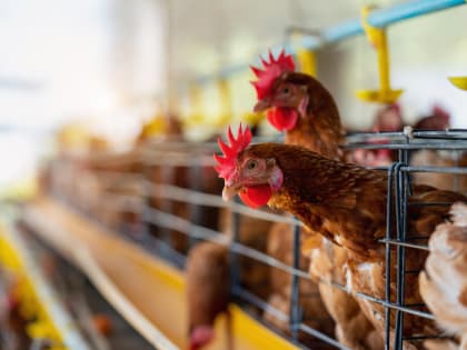 На Ставрополье ликвидировали очаг птичьего гриппа