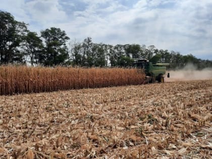 Аграрии Ставрополья перевыполнили план по заготовке кормов для зимовки скота