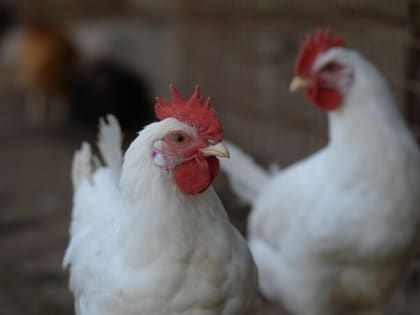 Очаг высокопатогенного гриппа птиц ликвидировали в Ставрополе