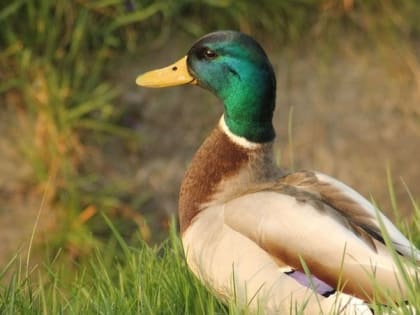 Массовая гибель водоплавающей птицы произошла в Туркменском округе