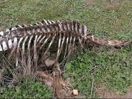 Обзор происшествий в Ставропольском крае 25.01.2023