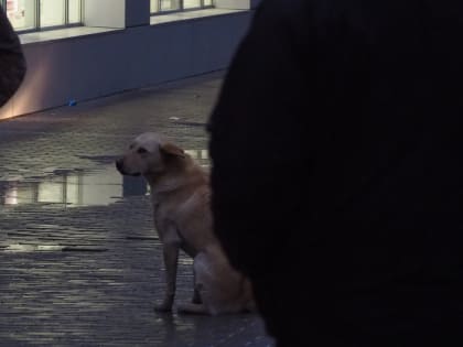 Снег и ветер ожидаются на Ставрополье в середине недели