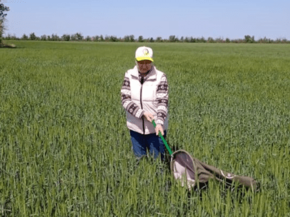 Специалисты Россельхозцентра проводят мониторинг и готовятся к апробации