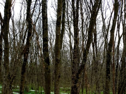 К 10 марта на Ставрополье потеплеет до +20 градусов