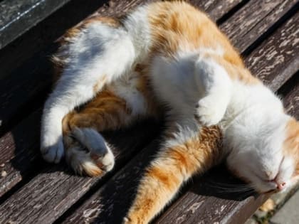 Кратковременный дождь и утренний туман ожидаются на выходных в Ставропольском крае