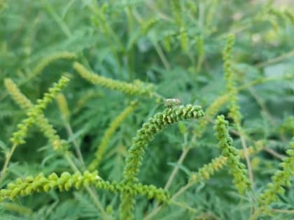 Площадь распространения амброзии на Ставрополье увеличилась более чем на 16 тыс. га