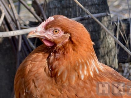 Массовую вакцинацию домашней птицы проводят на Ставрополье. Все из-за птичьего гриппа