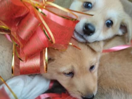 Спасённых в Кисловодске щенков раздали новым хозяевам