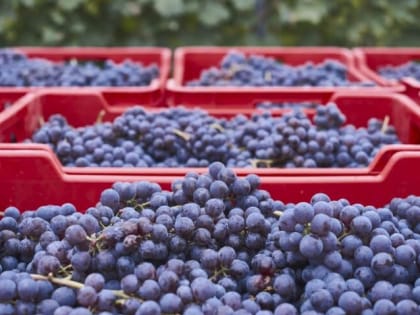 С начала года в Казахстан поставили 84 тонны винограда из Ставрополья