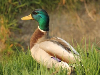 Обследование продолжается
