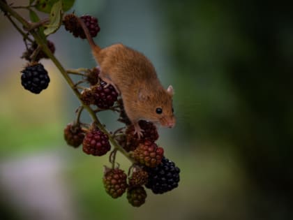 Чем опасны грызуны для людей – рассказали ставропольские эксперты