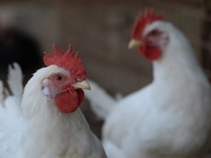 Птичий грипп выявили на территории Апанасенковского округа