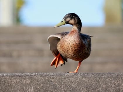 Ставропольский майор полиции попал в ДТП из-за утки