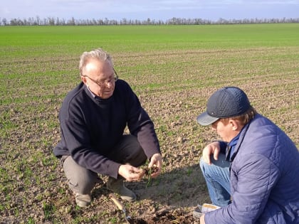 Фитоэкспертиза семян и обследование озимых посевов: будни Советского отдела Россельхозцентра