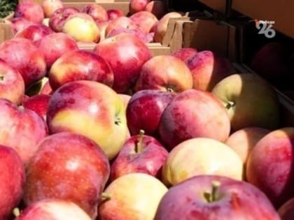 Бережливые технологии увеличивают производительность плодообъединения на Ставрополье