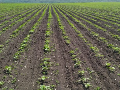 На Ставрополье для аграриев открыт приём заявок на получение льготных кредитов