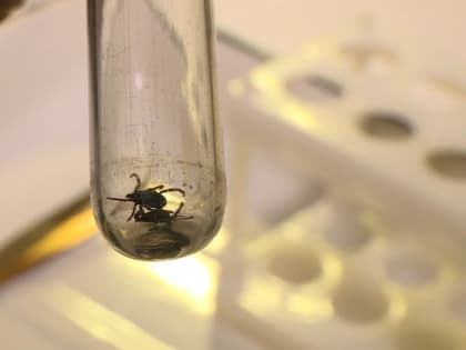 На укусы клещей пожаловались больше 4,2 тысячи человек на Ставрополье
