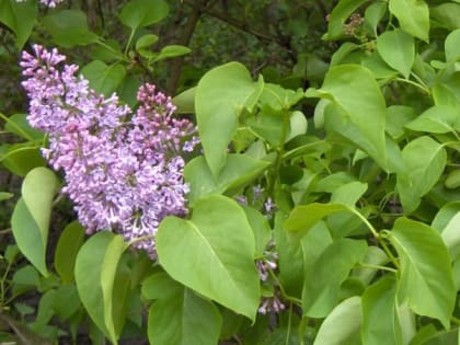 Дождь ожидается в начале будущей недели в Ставрополе