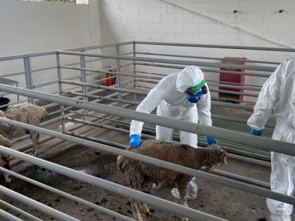 Начальники региональных ветеринарных служб ФСИН России приняли участие в учениях по ликвидации очага ящура