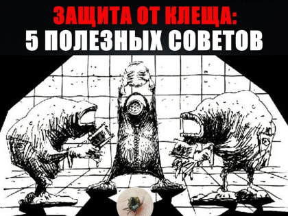 Защита от клеща: 5 полезных советов