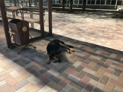 Ставропольцам рассказали об источниках бешенства и способах его профилактики