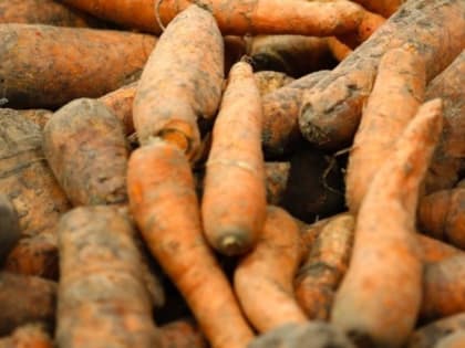 Экспорт ставропольской моркови вырос в 1,3 раза