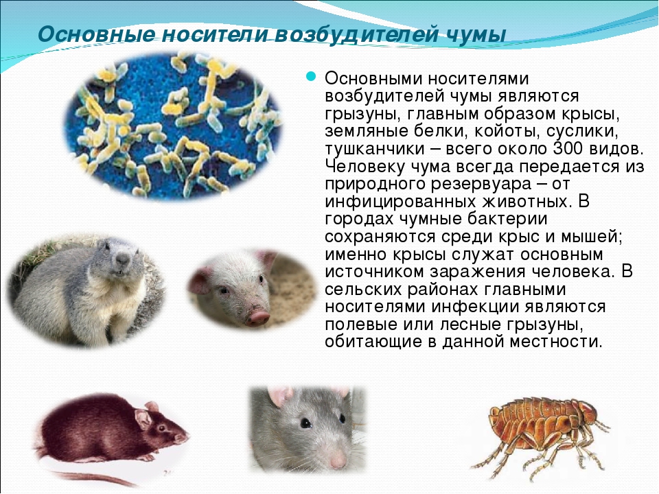 Млекопитающие переносчики возбудителей опасных заболеваний меры борьбы с грызунами презентация