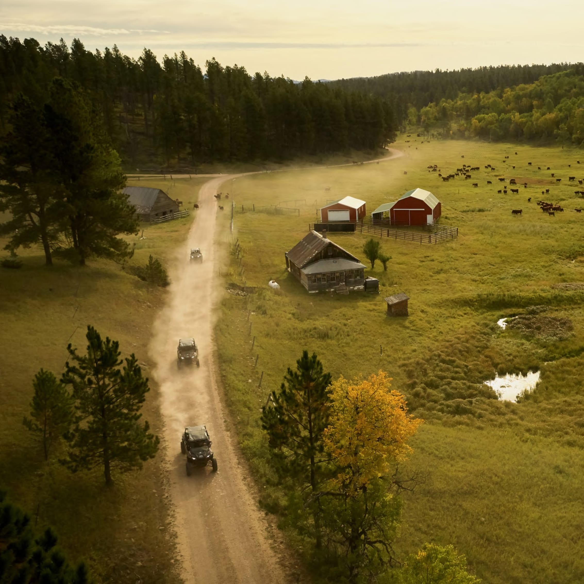 Aerial view of Polaris vehicles kicking up dust on a rustic trail through a serene farm landscape with grazing cattle, showcasing an idyllic guided tour experience in the countryside.