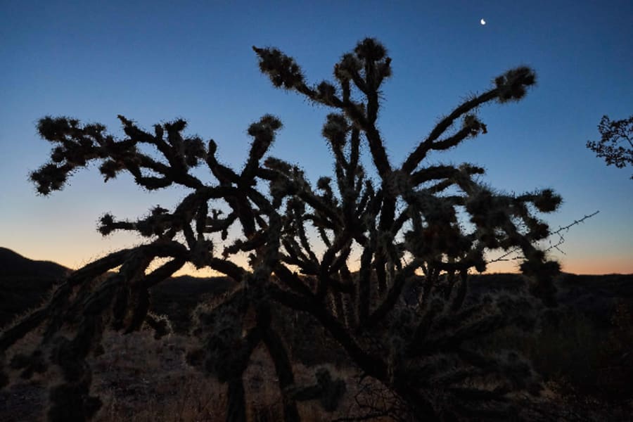 Silhouette of desert plant