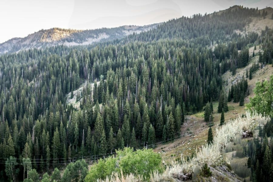 Hillside of evergreen trees in Utah