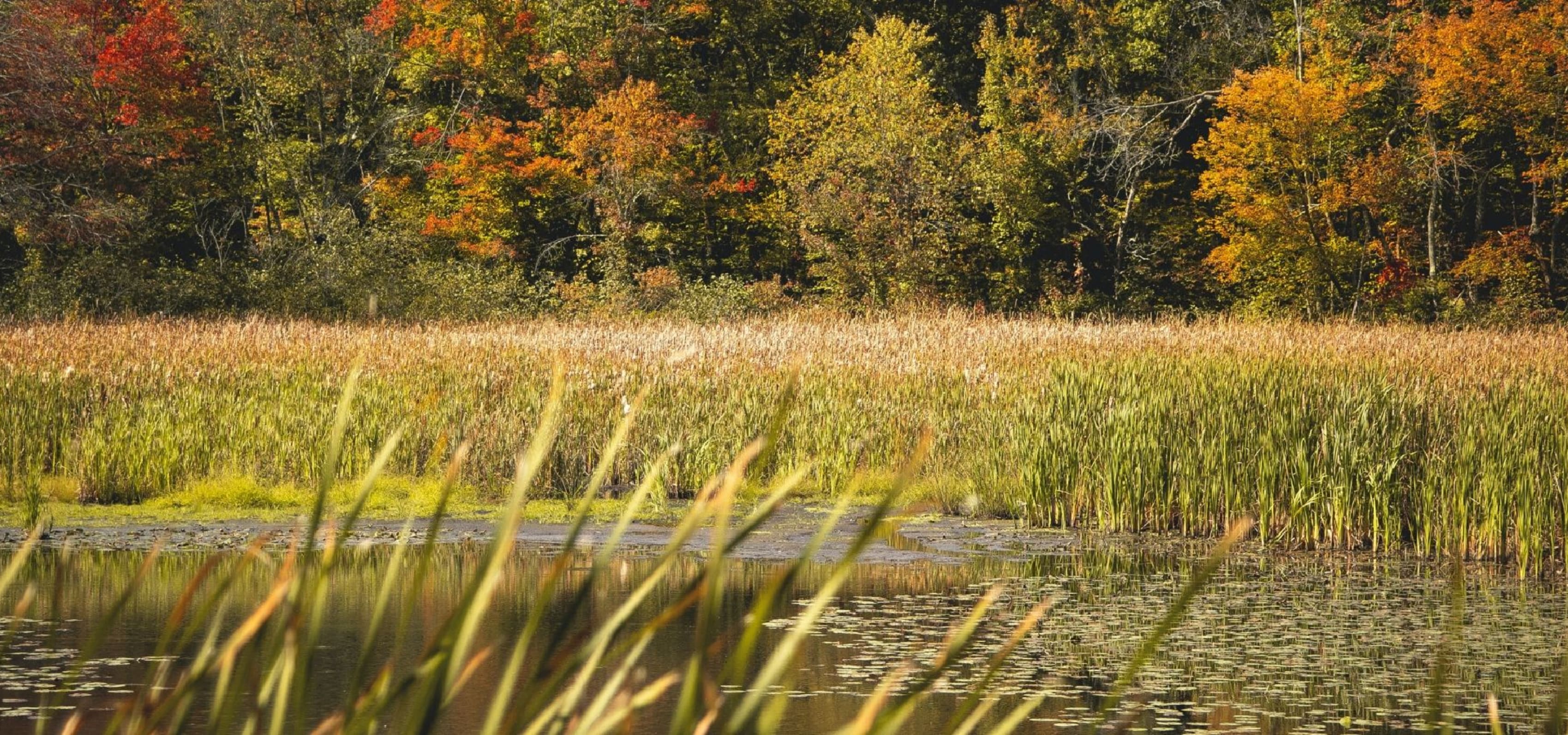 Illinois pond and woods