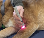 Laser Therapy for Pets: How It Works and What It Treats