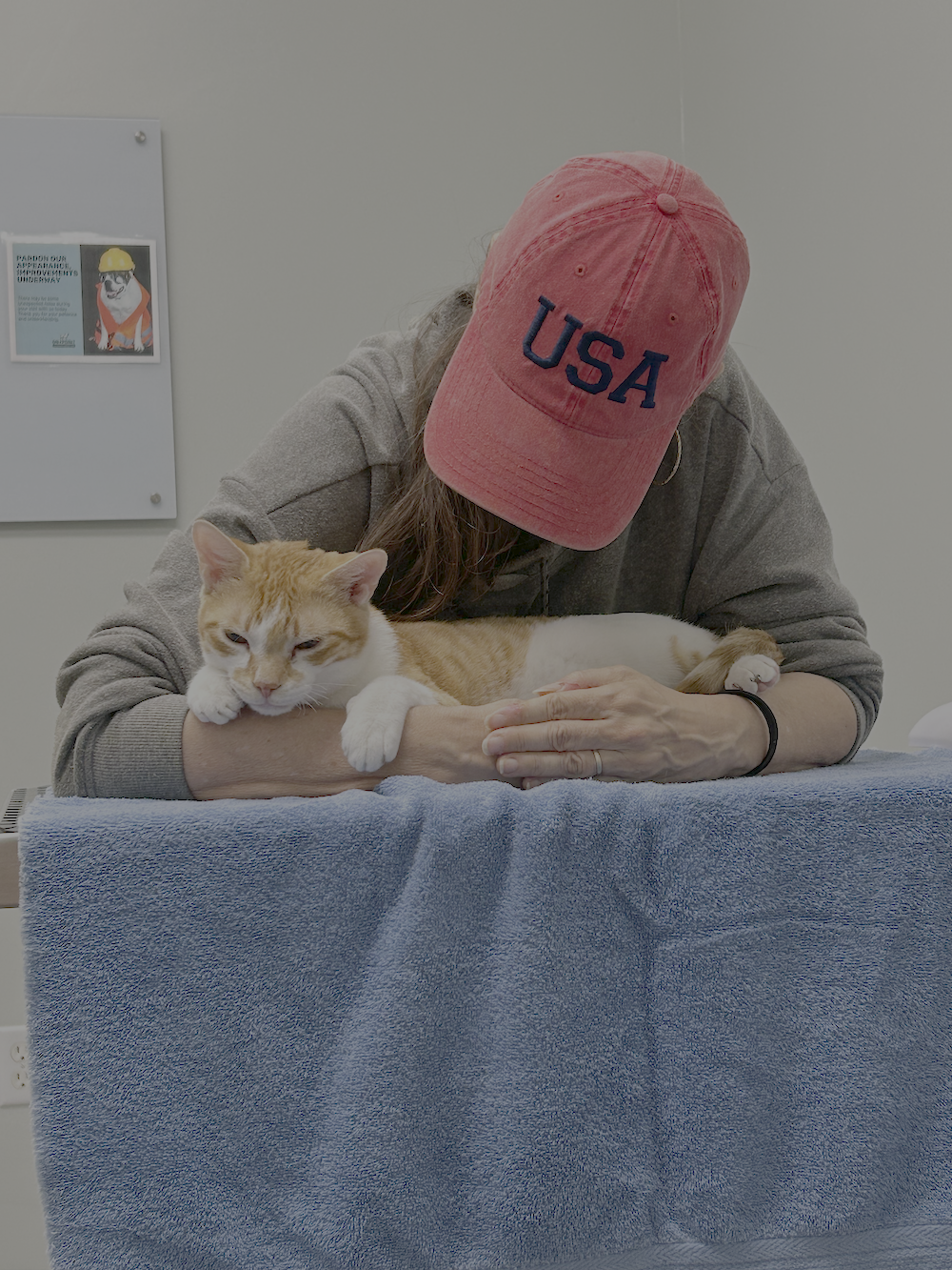 When to Consider a Holistic Vet for Your Pet