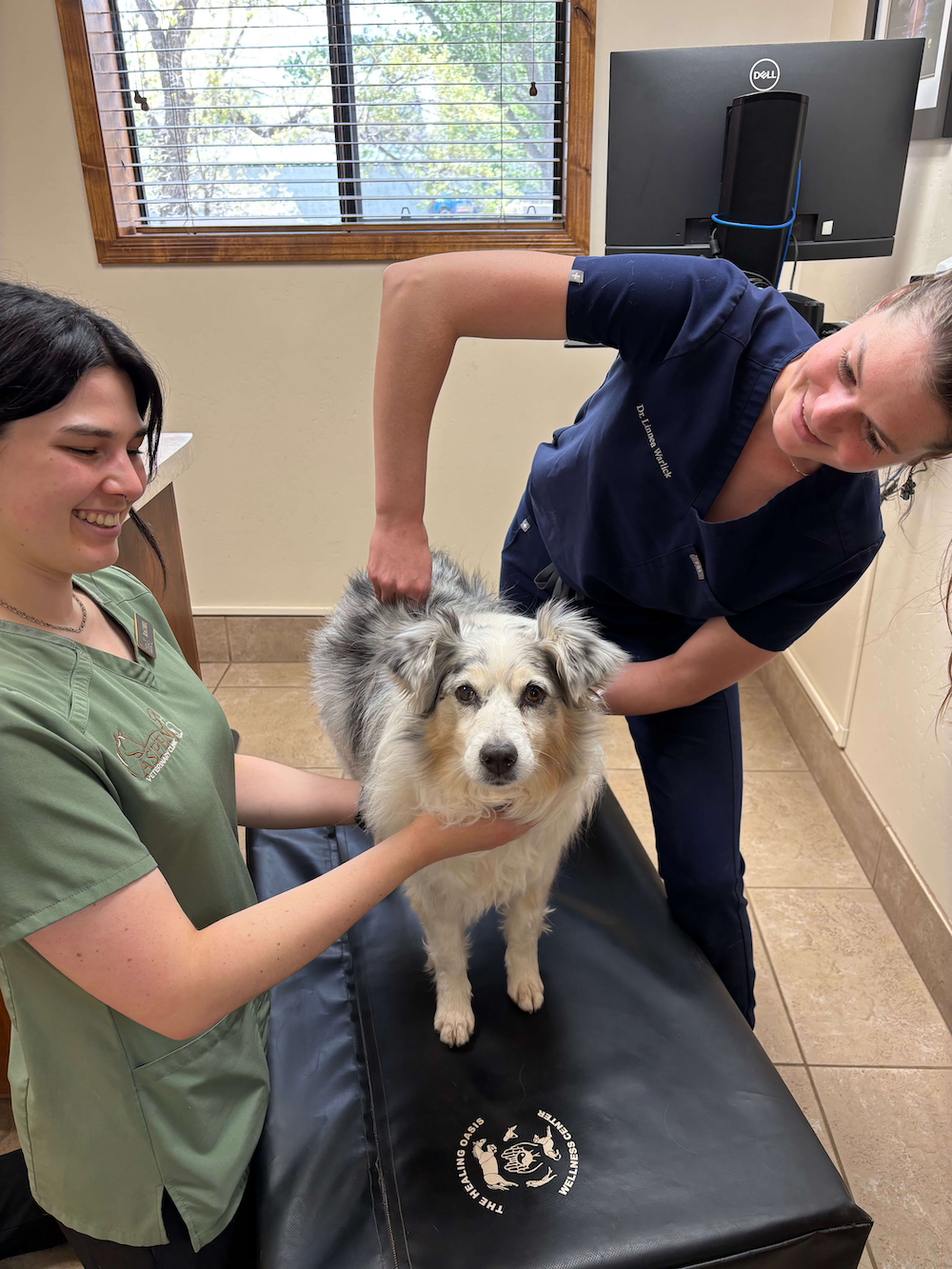 Chiropractic Care for Pets: Is It Right for Your Dog or Cat?