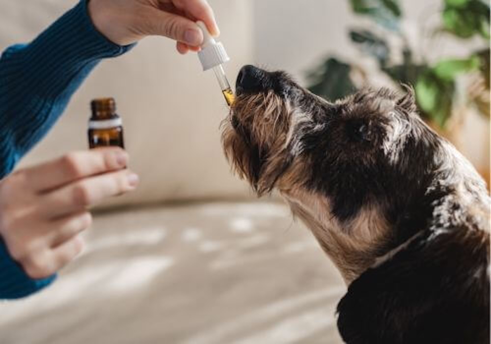 Herbal Medicine for Dogs: Safety, Benefits, and What to Ask Your Vet