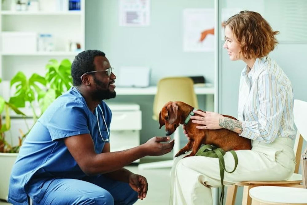 Naturopathic Vet vs. Holistic Vet: Understanding the Differences