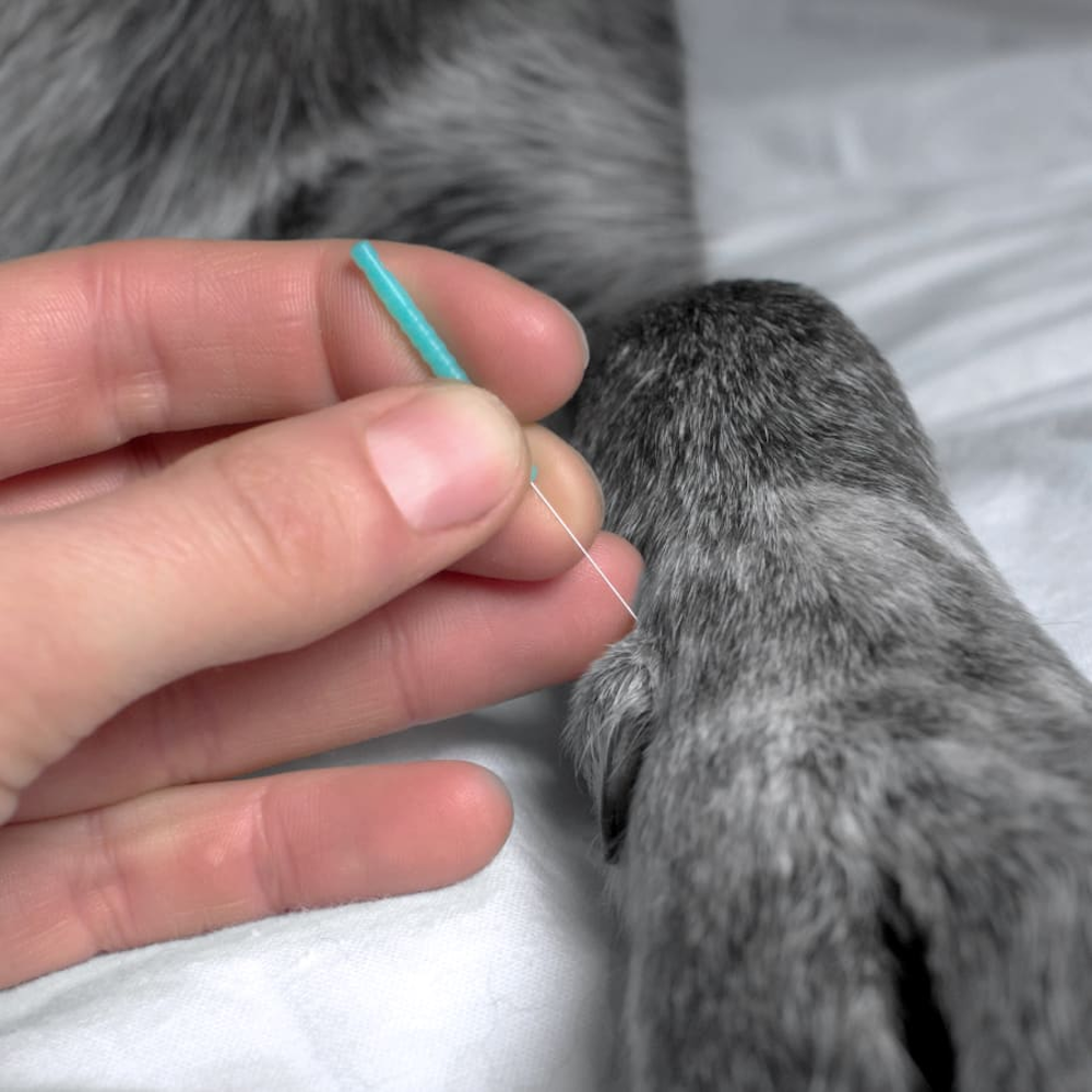 Benefits of Acupuncture for Dogs and Cats