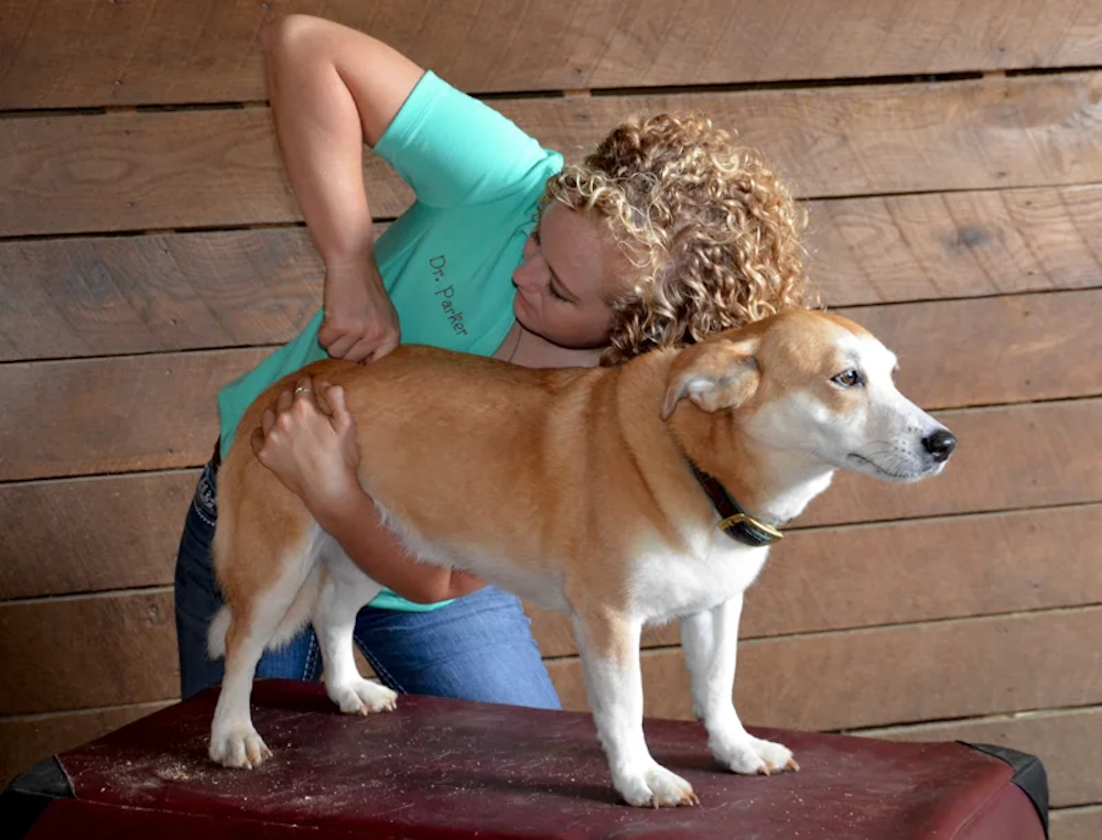 Pet Insurance and Holistic Vet Care: Which Plans Cover It? (2025 Guide)   