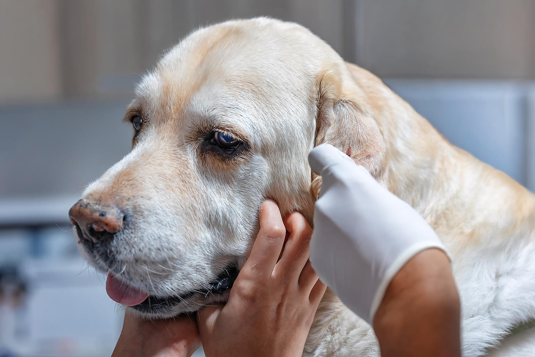 Holistic Treatment for Fungal Infections in Dogs: What Works and Why