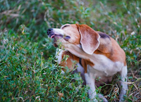 Holistic Approaches to Dog Allergies: A Complete Guide