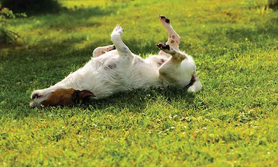 Food Allergies in Dogs: Symptoms, Diagnosis, and Holistic Management