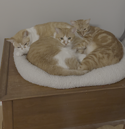 Holistic Veterinary Care for Cats: Natural Approaches to Feline Health