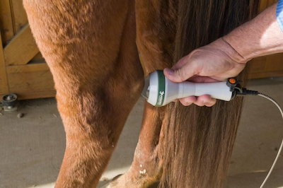 What to Expect from Veterinary Laser Therapy