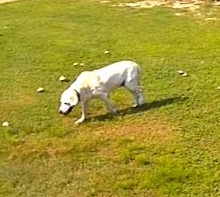 Holistic Approaches to Dog Arthritis: A Complete Guide